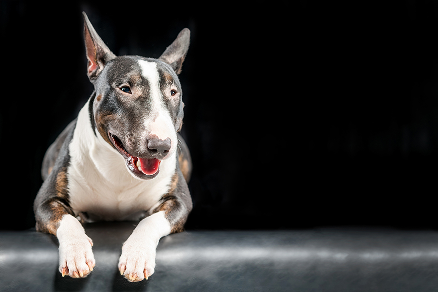 Bull Terrier Özellikleri