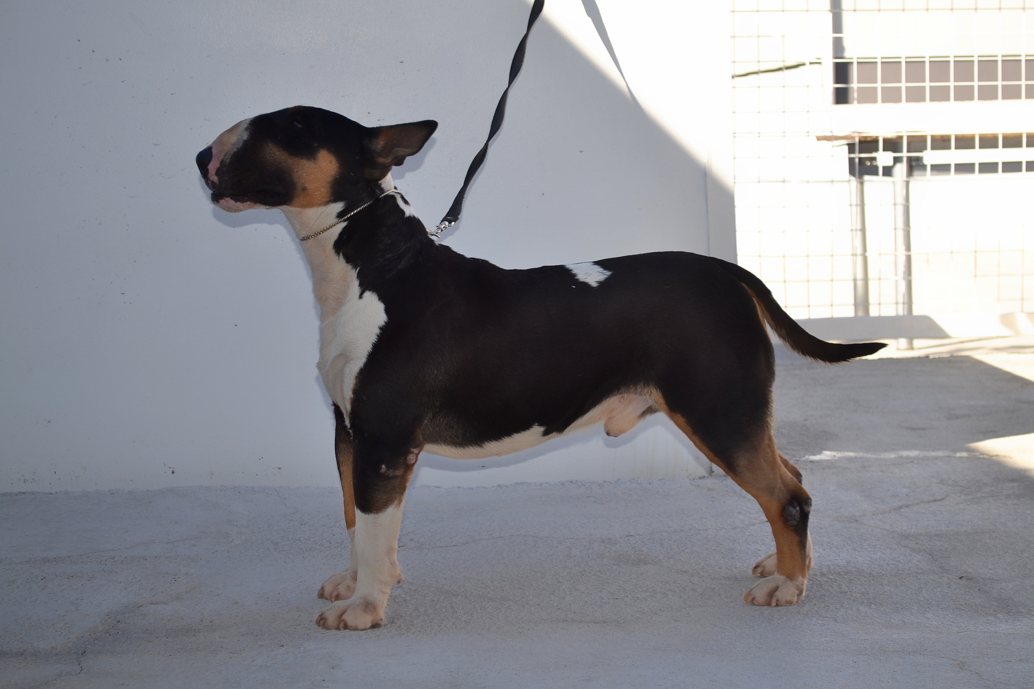 yavru bullterrier
