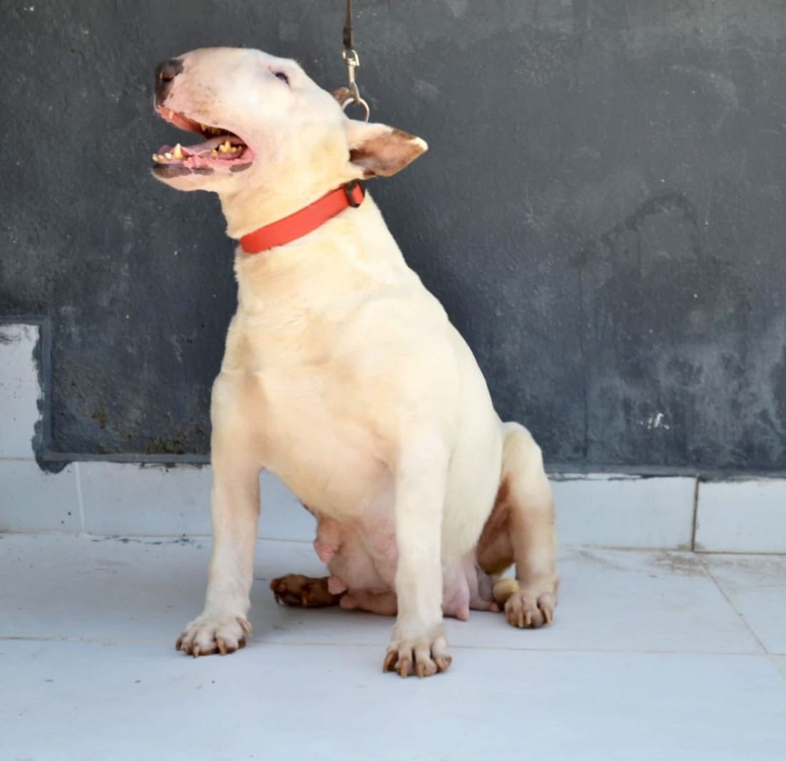 yavru bullterrier