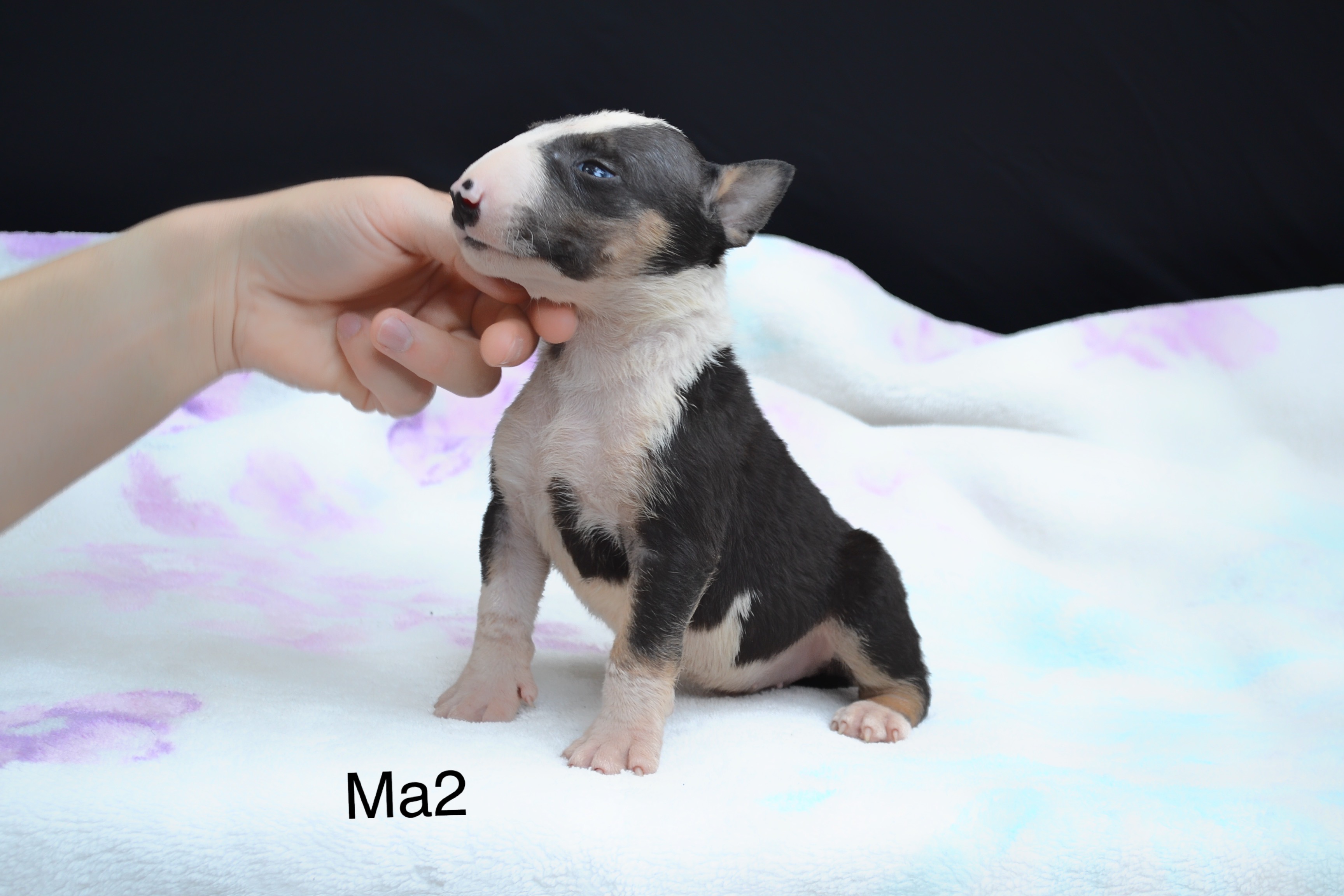 yavru bullterrier
