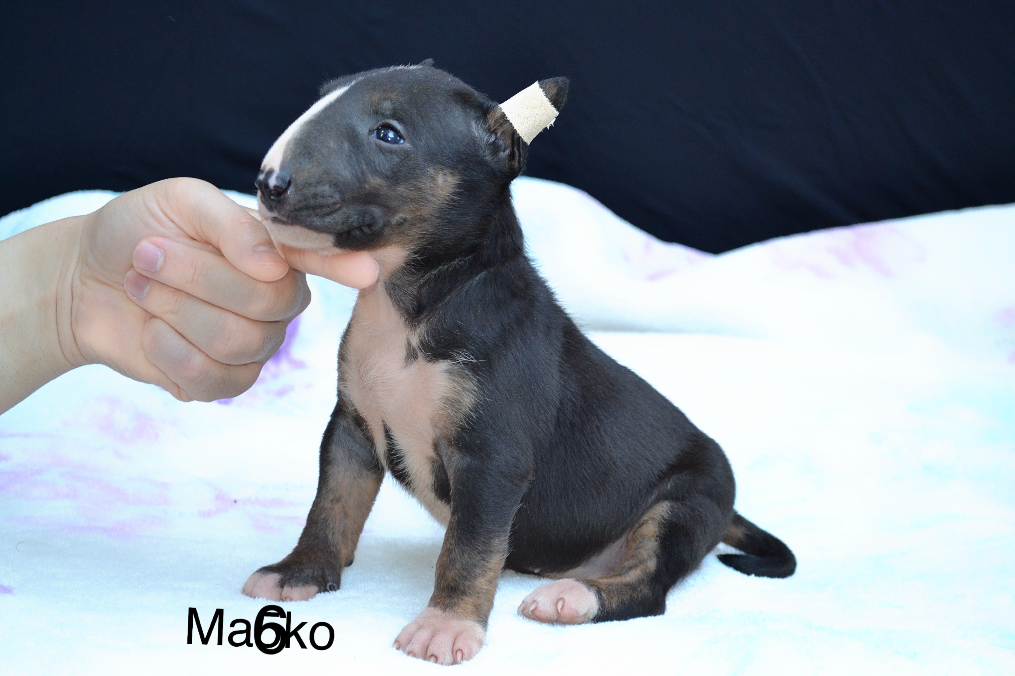 yavru bullterrier