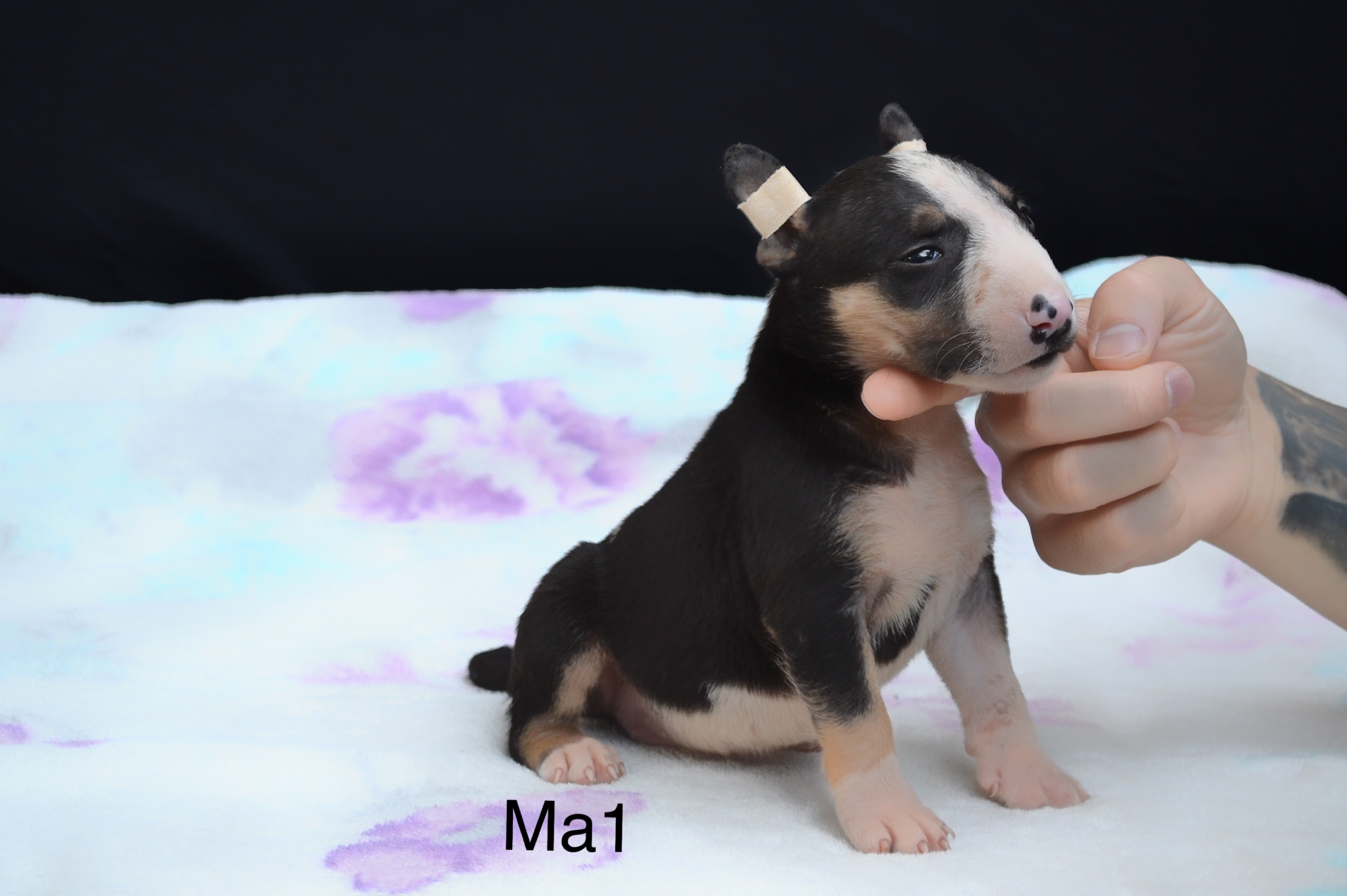 Yavru Bullterier